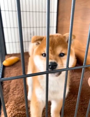 家へ迎えた日の子犬