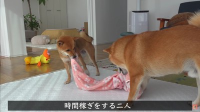 引っ張り合いっこして時間稼ぎ