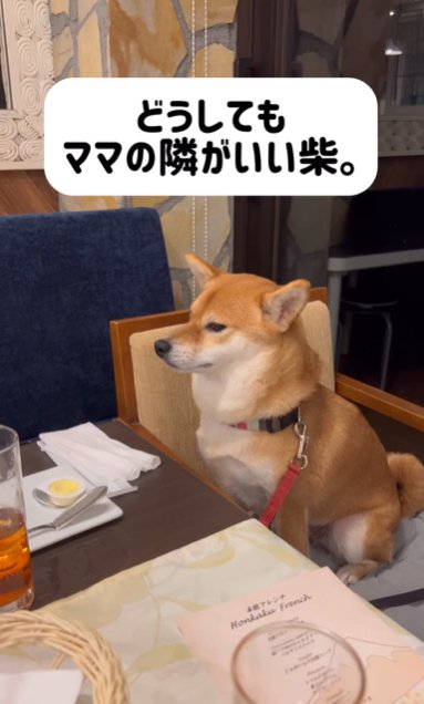 レストランの椅子に座る柴犬