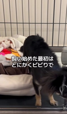 とっても怖がりな性格