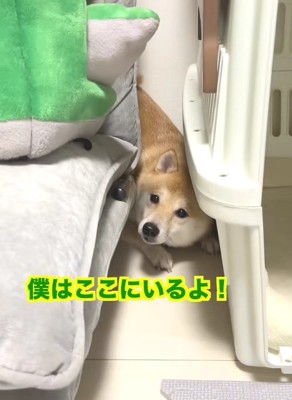 落ち込んでしまった幾三くん