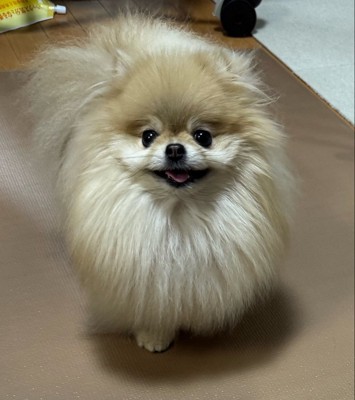 頬袋