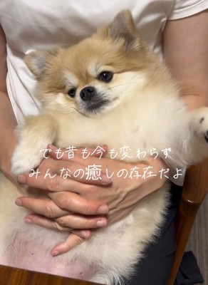 抱っこされるつくねくん