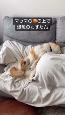 飼い主の足の上で眠る犬