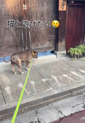ネコさん見つけた!