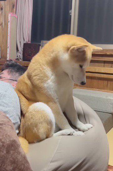 自分の足元を見つめる犬
