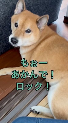 話しかけてくる飼い主の顔を凝視する犬