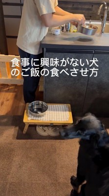 器を振る飼い主を見つめる犬
