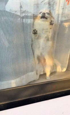 ひめちゃんのお出迎え5