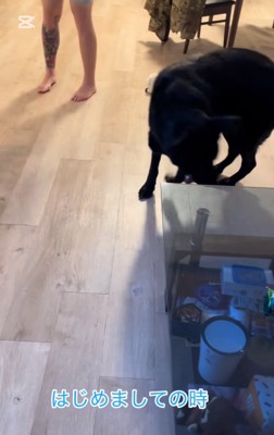 ウロウロする大型犬