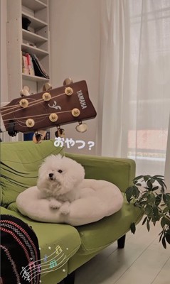 弾き語りを聴くメロンさん7