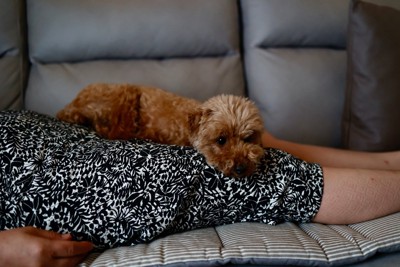 人の上でくつろぐ犬