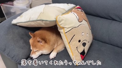 お昼寝を満喫するうにくん