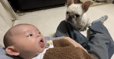 座って赤ちゃんを見つめる犬