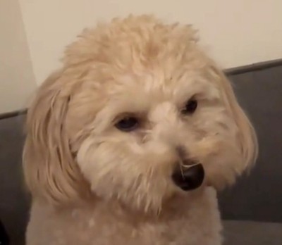 うつろな表情の犬