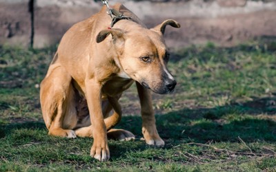 耳を後ろに動かしながら背中を丸める犬