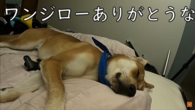 お父さんの看病をするワンジローくん7