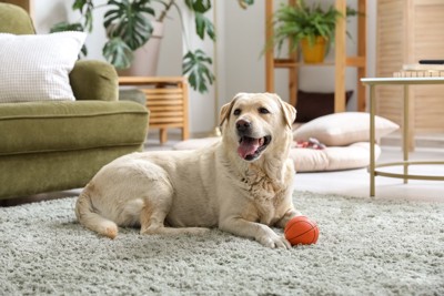 ボールの横で伏せをする犬