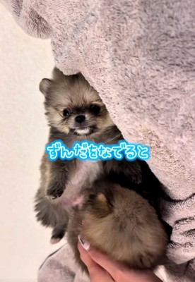 ずんだ君を撫でるママ