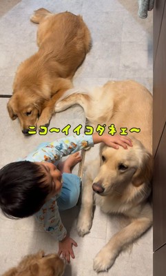 犬3匹を撫でる男の子