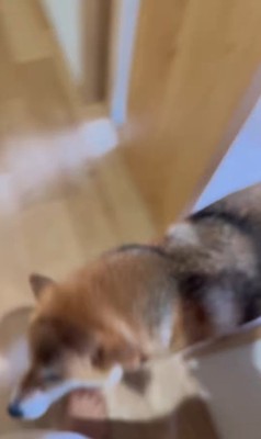 お客さんを熱烈歓迎するはちちゃん