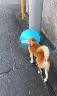 電柱にゴッツン！