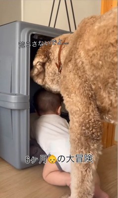 赤ちゃんがクレートに入った時のわたげちゃん4