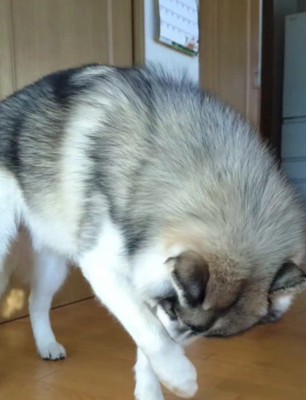 前足で顔を洗い始めた！？