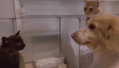 微動だにしない先住民たち