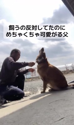 ブラシは牛用(新品)