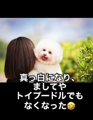 もはやトイプードルでもない…