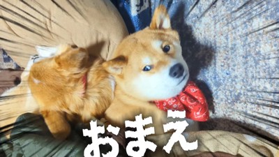 枕を奪われたスティーブくん5