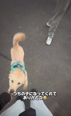 尻尾を振るワンコ