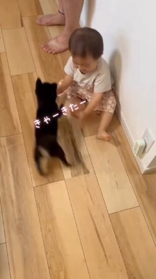 床に座る男の子と、男の子のまわりを走る子犬