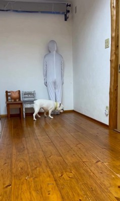 壁と同化したらコロちゃんは気づく？7