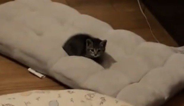 クッションに座る子猫