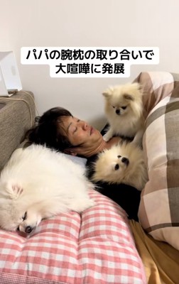 パパとポメラニアン3姉妹