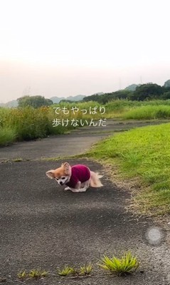 お散歩を楽しむさくらちゃん2