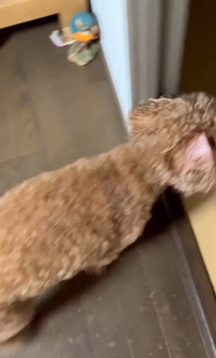 ドアを開けてあげたら…