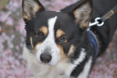 嫌そうな顔のコーギー