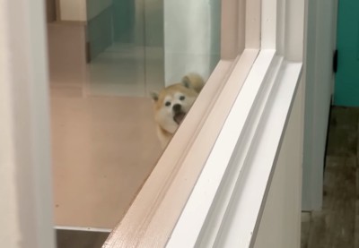 顔を覗かせる柴犬