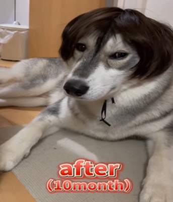 カツラを被る10カ月の犬2