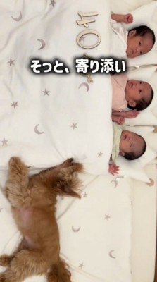 布団で眠る3人の赤ちゃんの隣で眠る犬