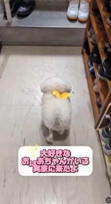玄関を歩く犬