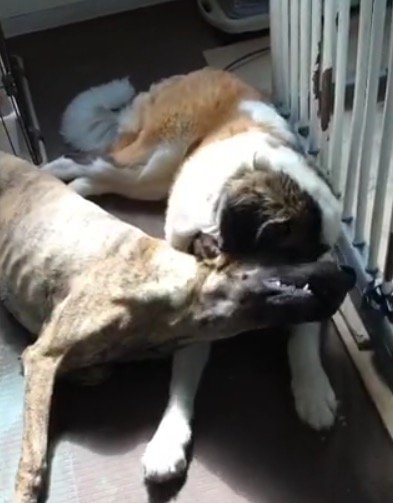 顔をすりあわせる大型犬と後輩犬