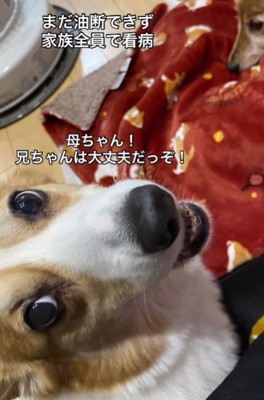 こむぎちゃんがエールを送る