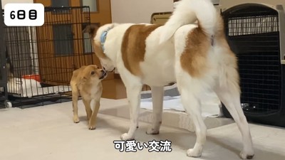 こつめちゃんも徐々に慣れてきた