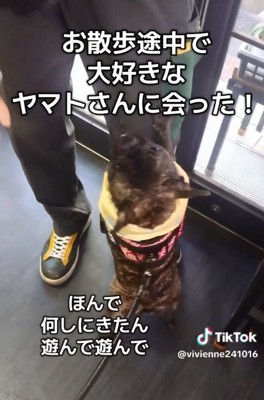 遊んで欲しいヴィヴィちゃん