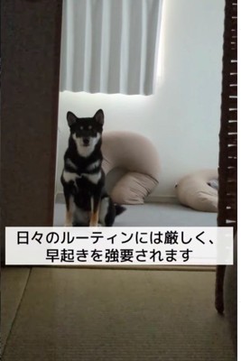 朝早く起こされるのだそう