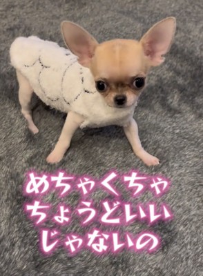 もこもこの洋服を着た犬